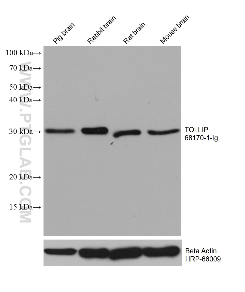 WB analysis using 68170-1-Ig