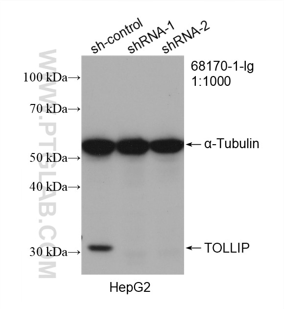 Western Blot (WB) analysis of HepG2 cells using TOLLIP Monoclonal antibody (68170-1-Ig)