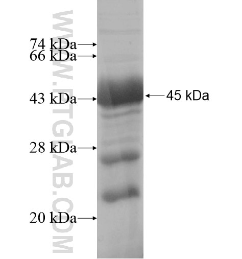 TOM1 fusion protein Ag11868 SDS-PAGE TOM1 fusion protein Ag11868 SDS-PAGE