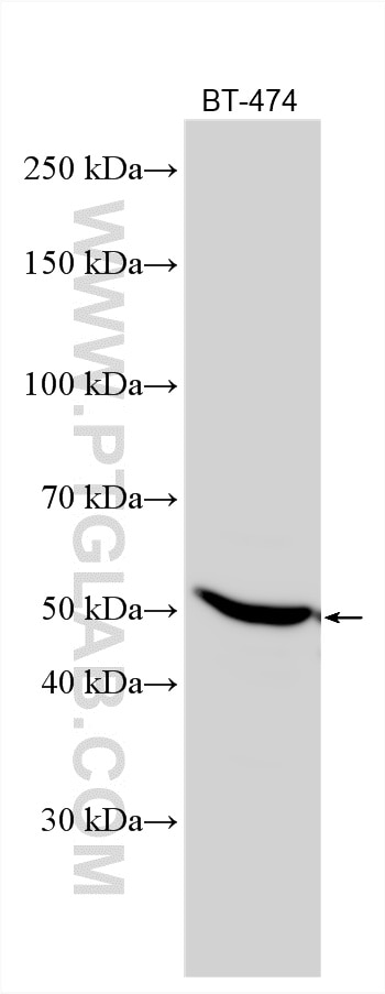 WB analysis using 51017-1-AP Western Blot (WB) analysis of various lysates using TOM1L1 Polyclonal antibody (51017-1-AP)