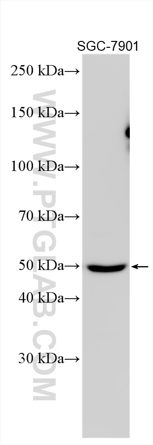 WB analysis using 51017-1-AP Western Blot (WB) analysis of various lysates using TOM1L1 Polyclonal antibody (51017-1-AP)