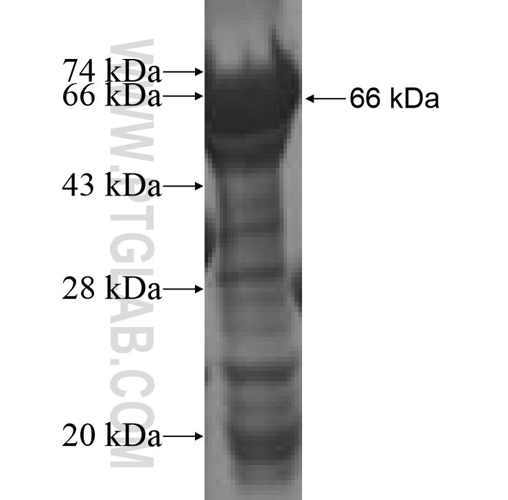 TOM1L1 fusion protein Ag9844 SDS-PAGE
