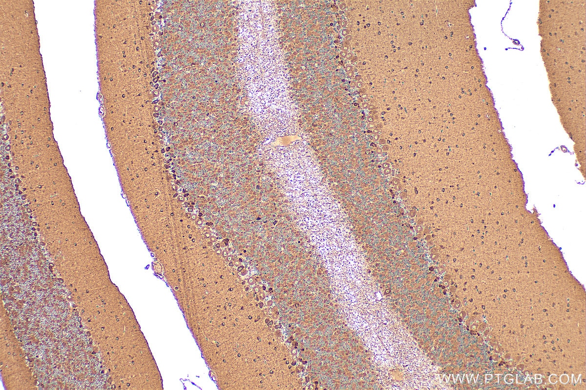 Immunohistochemistry (IHC) staining of mouse cerebellum tissue using TOM1L2 Polyclonal antibody (32179-1-AP)