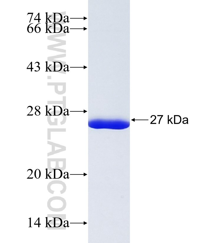 TOM1L2 fusion protein Ag37509 SDS-PAGE