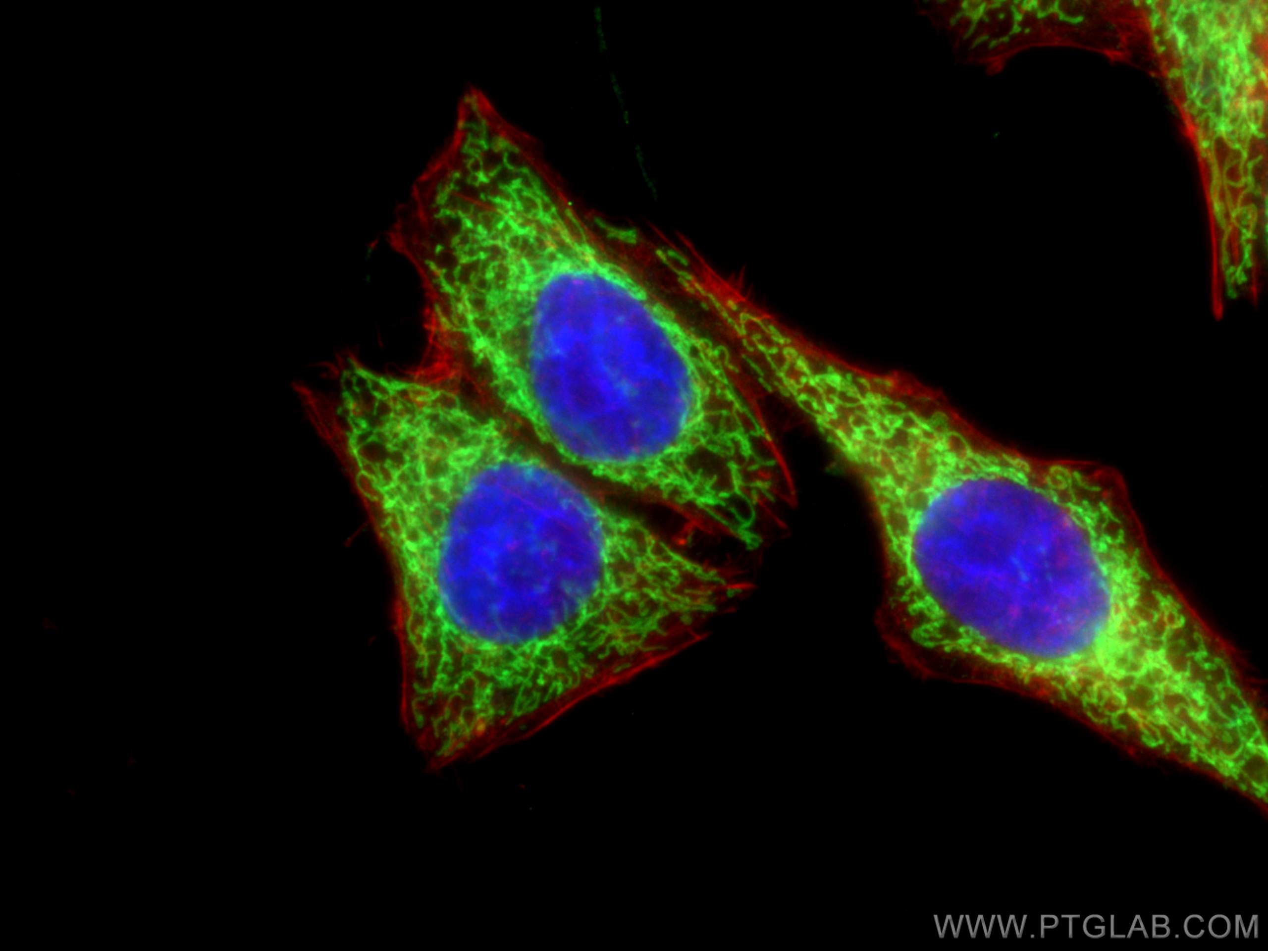 Immunofluorescence (IF) / fluorescent staining of HepG2 cells using TOM20 Polyclonal antibody (11802-1-AP)