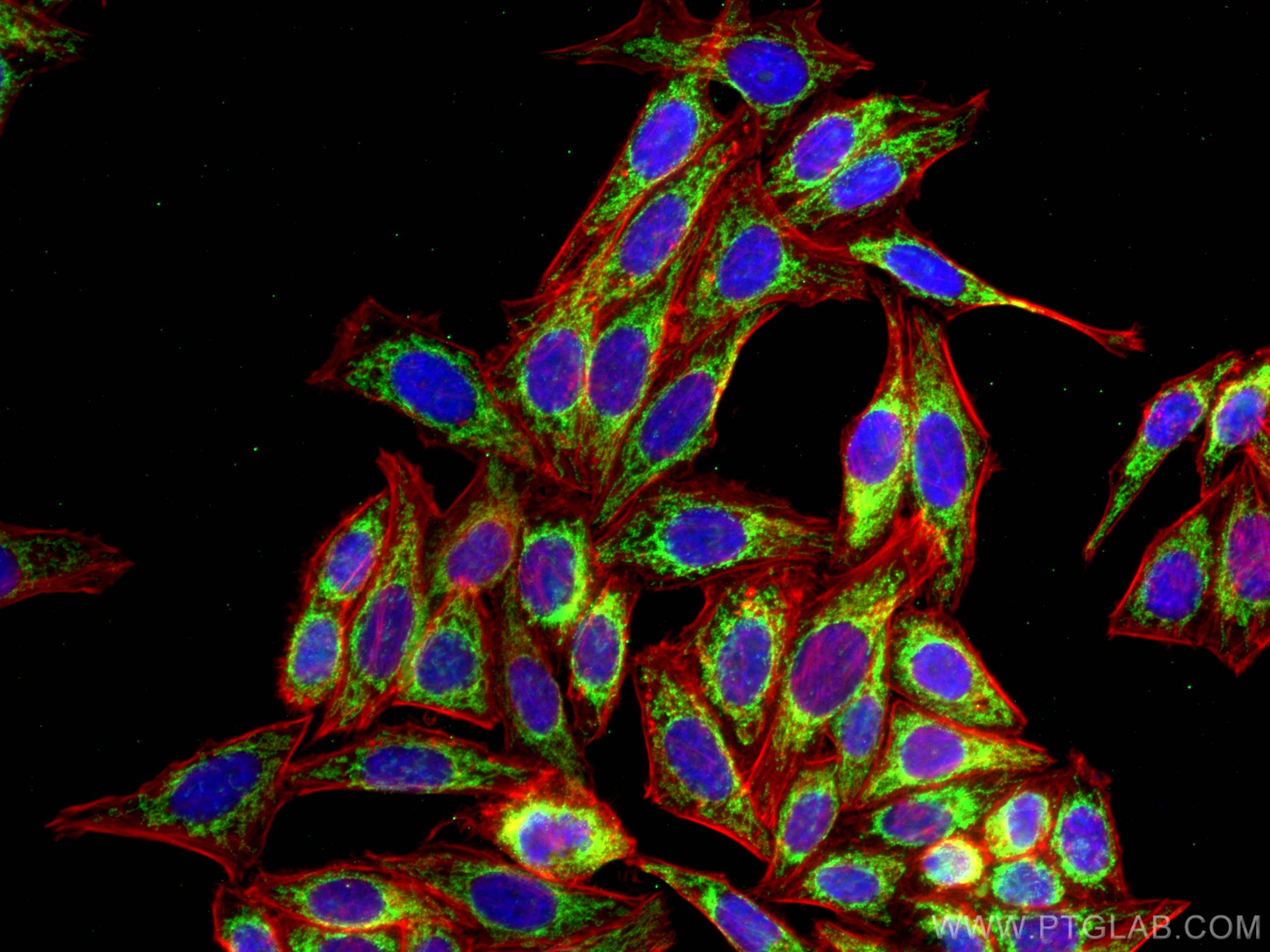 Immunofluorescence (IF) / fluorescent staining of HepG2 cells using TOM20 Monoclonal antibody (66777-1-Ig)