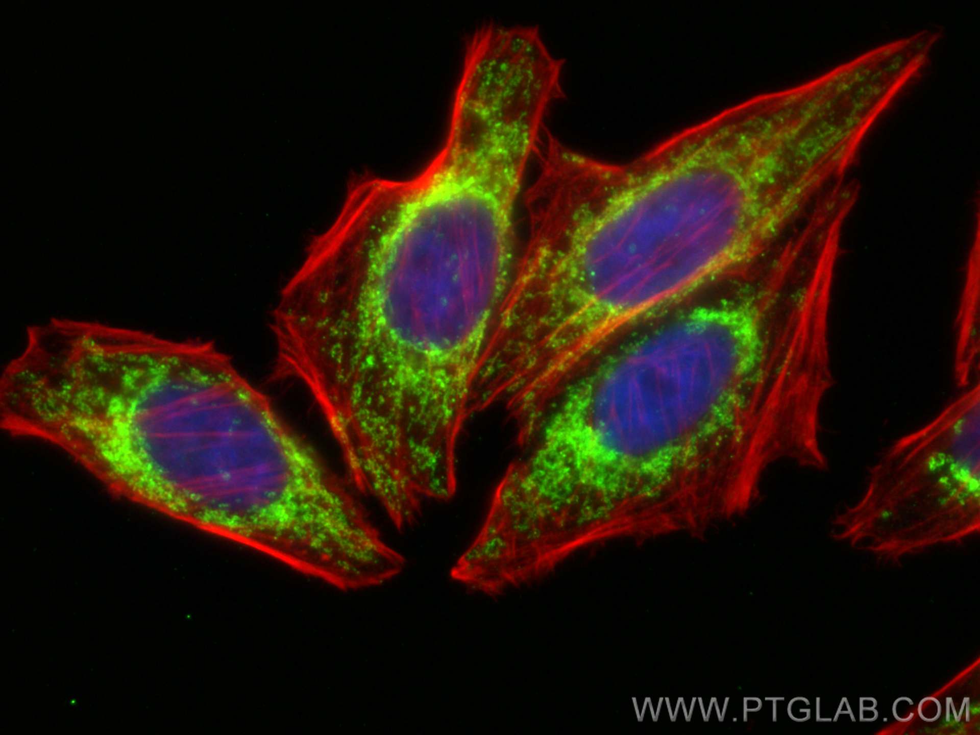 Immunofluorescence (IF) / fluorescent staining of HepG2 cells using TOM20 Monoclonal antibody (66777-1-Ig)