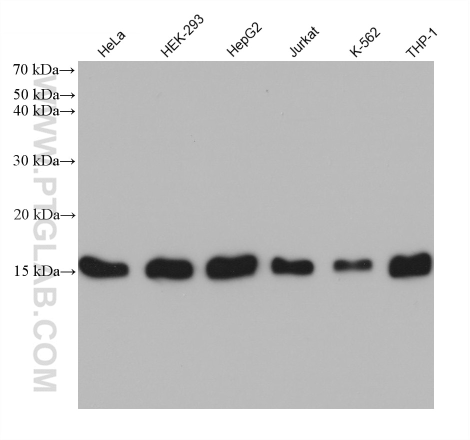 Western Blot (WB) analysis of various lysates using TOM20 Monoclonal antibody (66777-1-Ig)