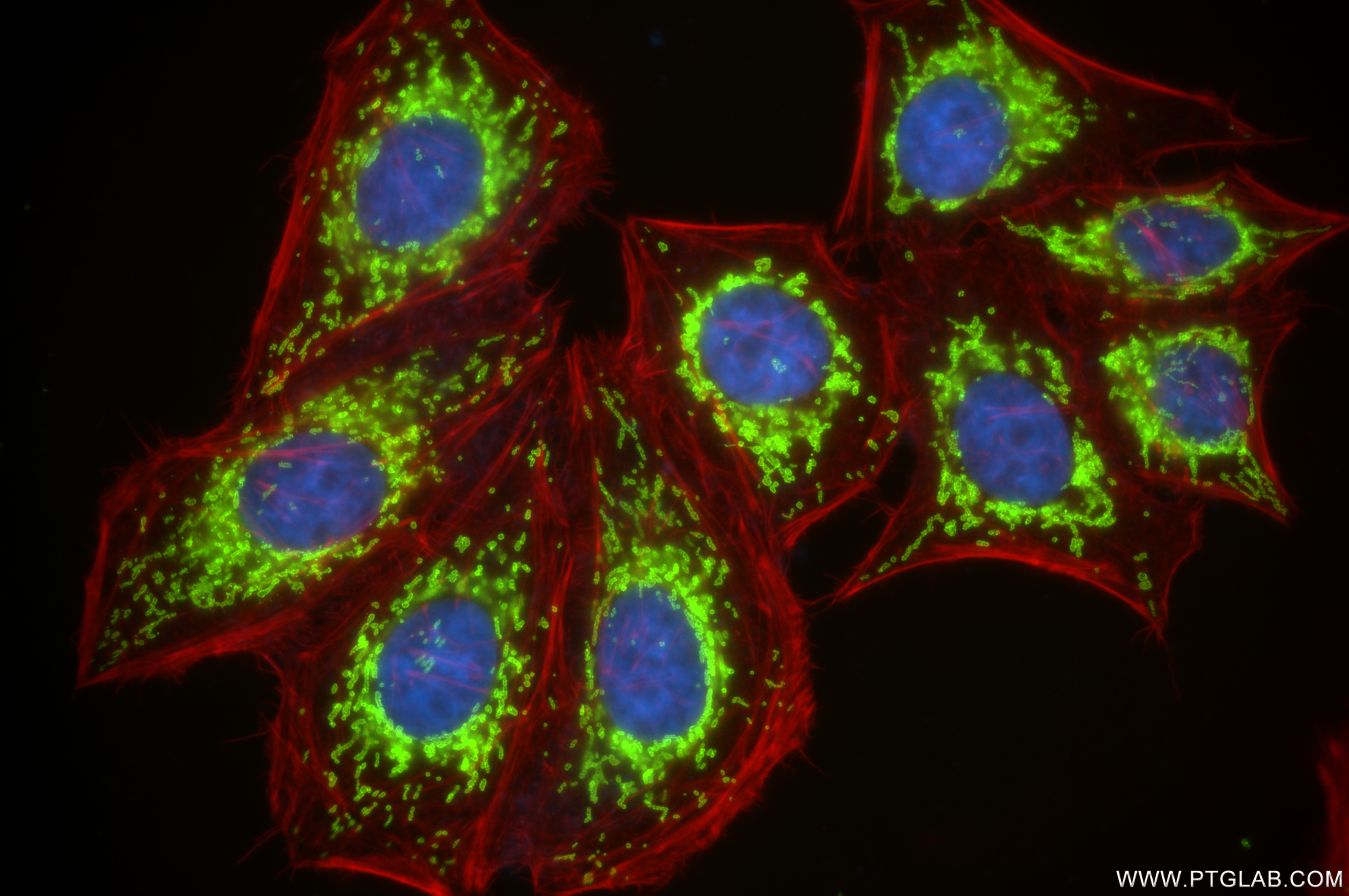Immunofluorescence (IF) / fluorescent staining of HepG2 cells using TOM20 Recombinant antibody (80501-1-RR)