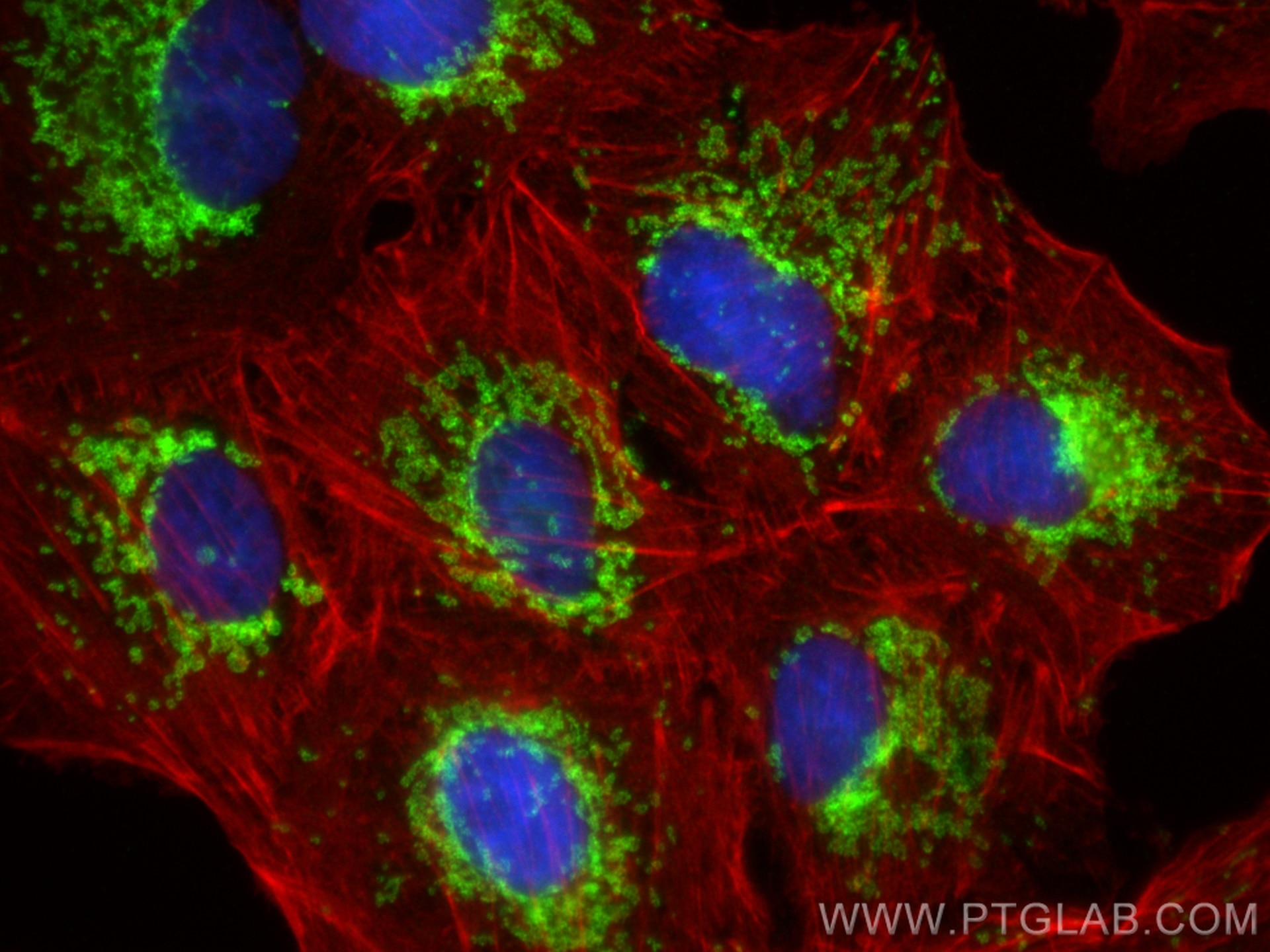 Immunofluorescence (IF) / fluorescent staining of A549 cells using TOM20 Recombinant antibody (80501-1-RR)