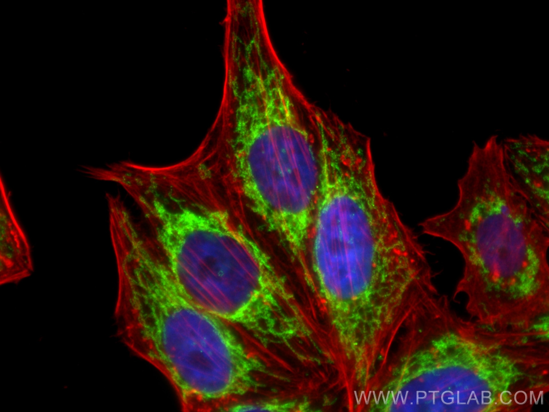 Immunofluorescence (IF) / fluorescent staining of HepG2 cells using TOM20 Recombinant antibody (80501-1-RR)