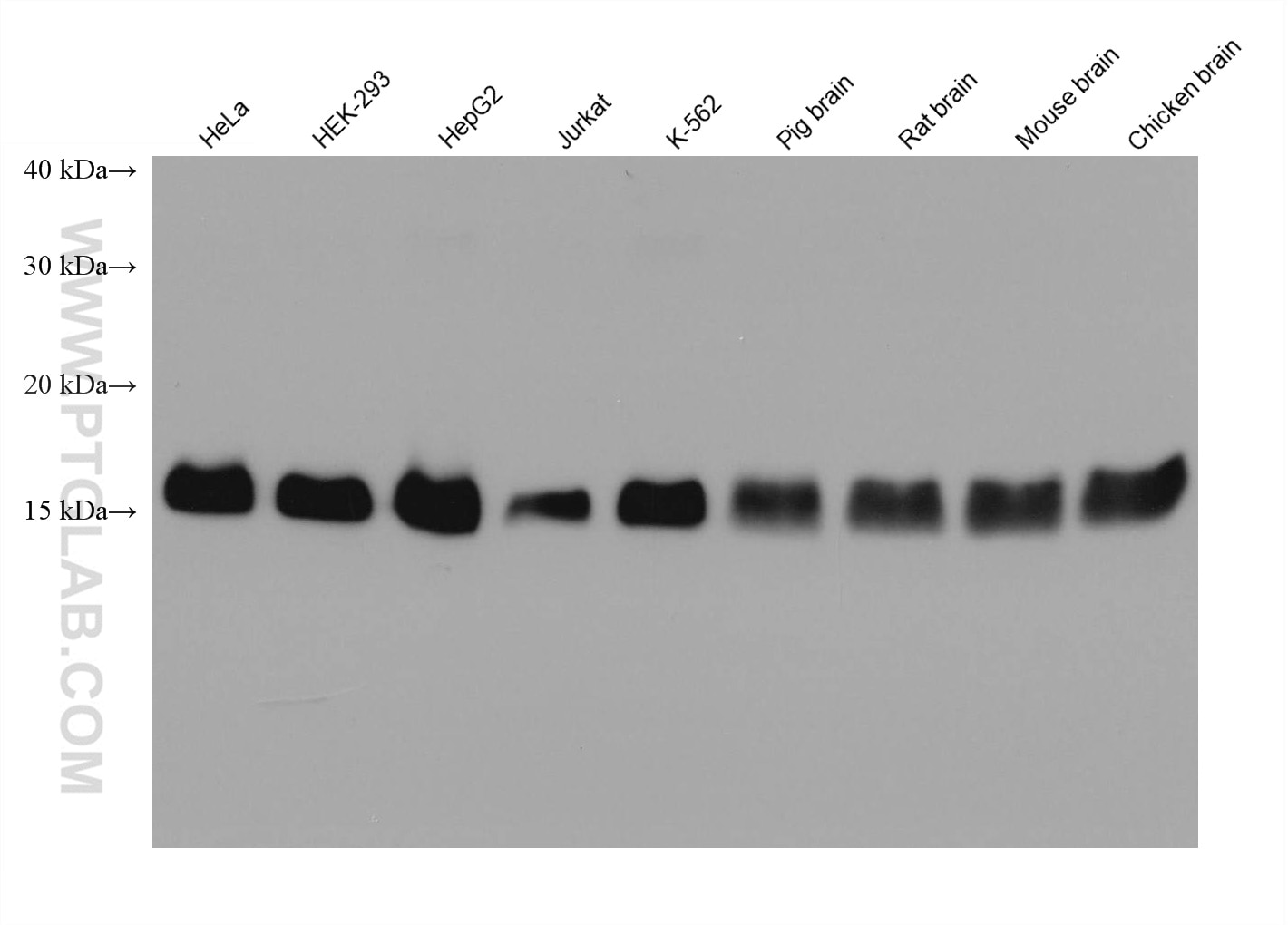 Western Blot (WB) analysis of various lysates using TOM20 Recombinant antibody (80501-1-RR)
