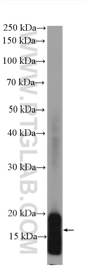 Western Blot (WB) analysis of zebrafish tissue using TOM20 Recombinant antibody (80501-1-RR)