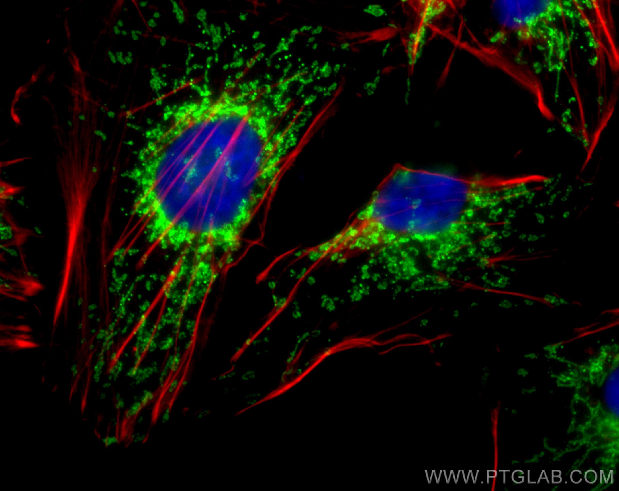 Immunofluorescence (IF) / fluorescent staining of HUVEC cells using CoraLite® Plus 488-conjugated TOM20 Polyclonal ant (CL488-11802)