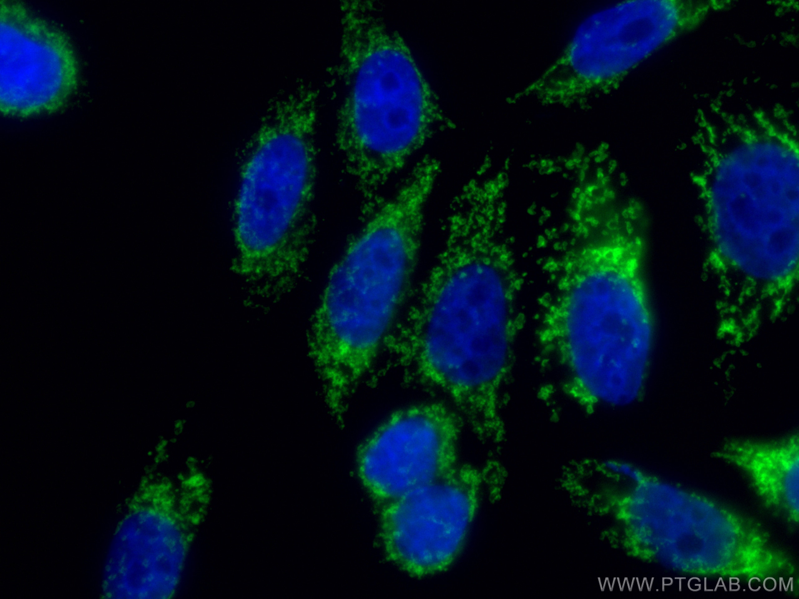 Immunofluorescence (IF) / fluorescent staining of HepG2 cells using CoraLite® Plus 488-conjugated TOM20 Monoclonal ant (CL488-66777)