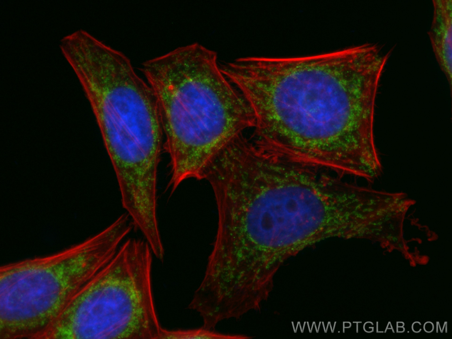 Immunofluorescence (IF) / fluorescent staining of HepG2 cells using CoraLite® Plus 488-conjugated TOM20 Recombinant an (CL488-80501)