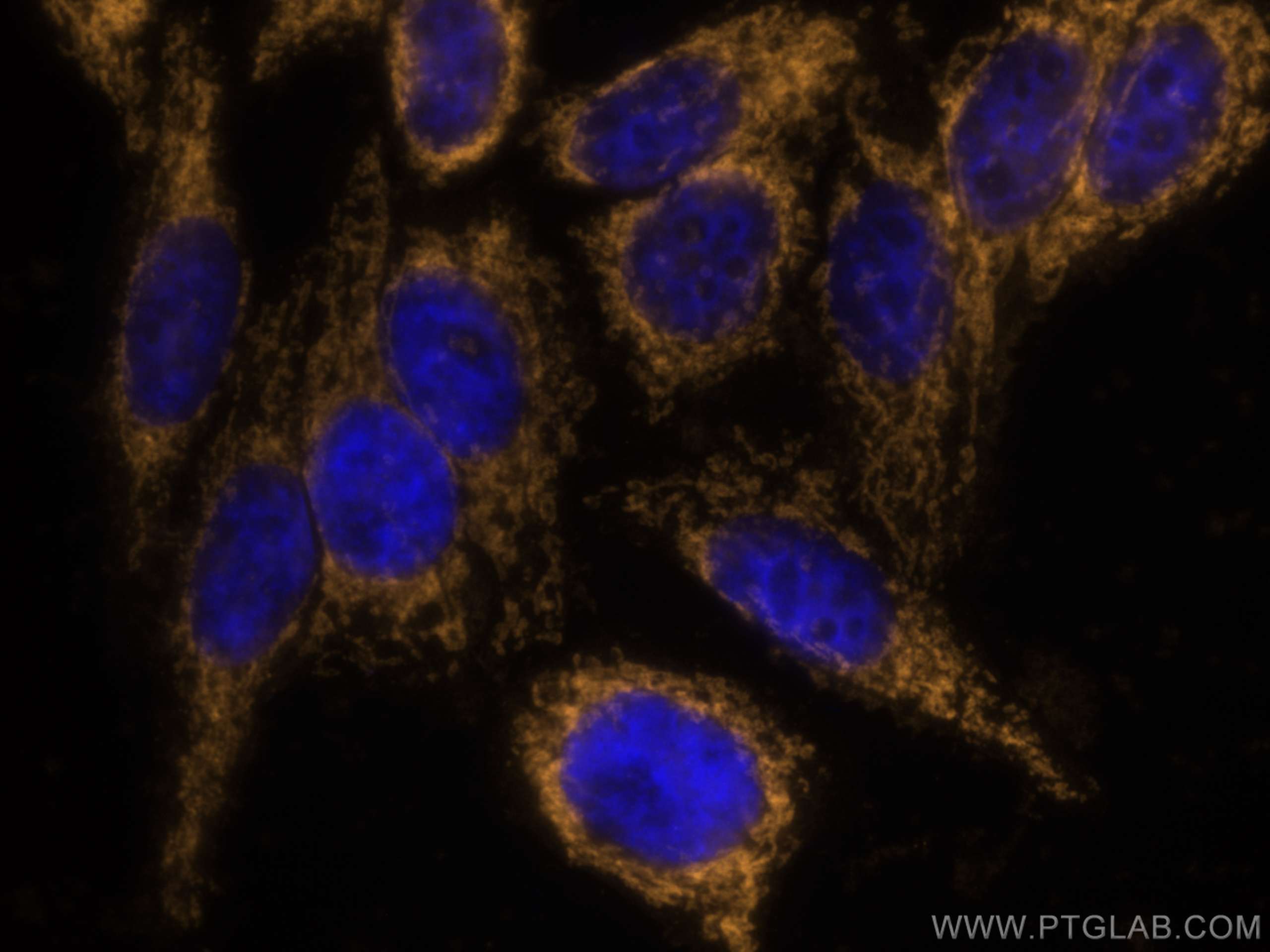 IF Staining of HepG2 using CL555-66777