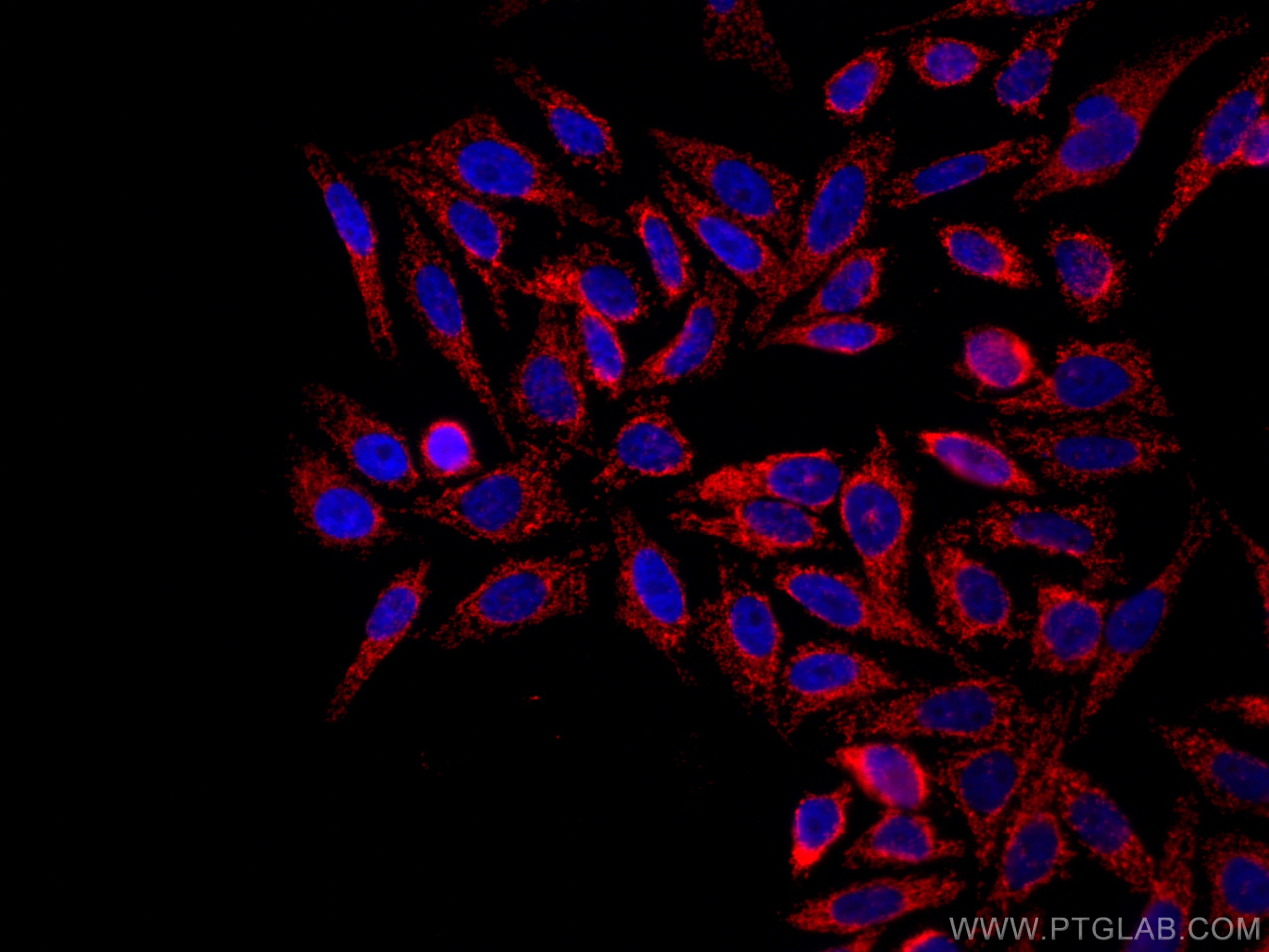 IF Staining of HepG2 using CL594-66777