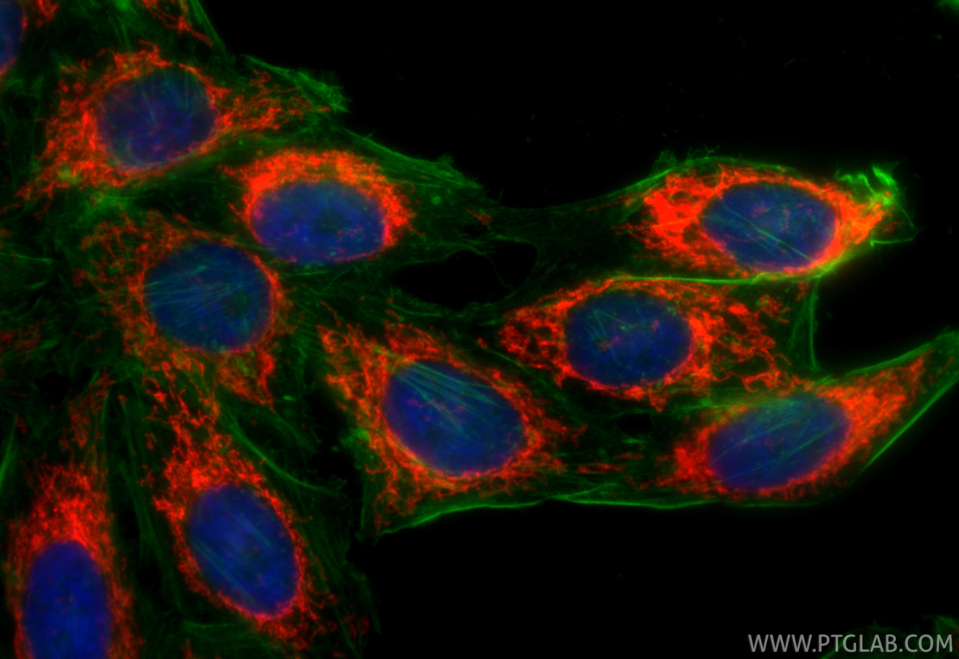 Immunofluorescence (IF) / fluorescent staining of HepG2 cells using CoraLite®594-conjugated TOM20 Recombinant antibody (CL594-80501)
