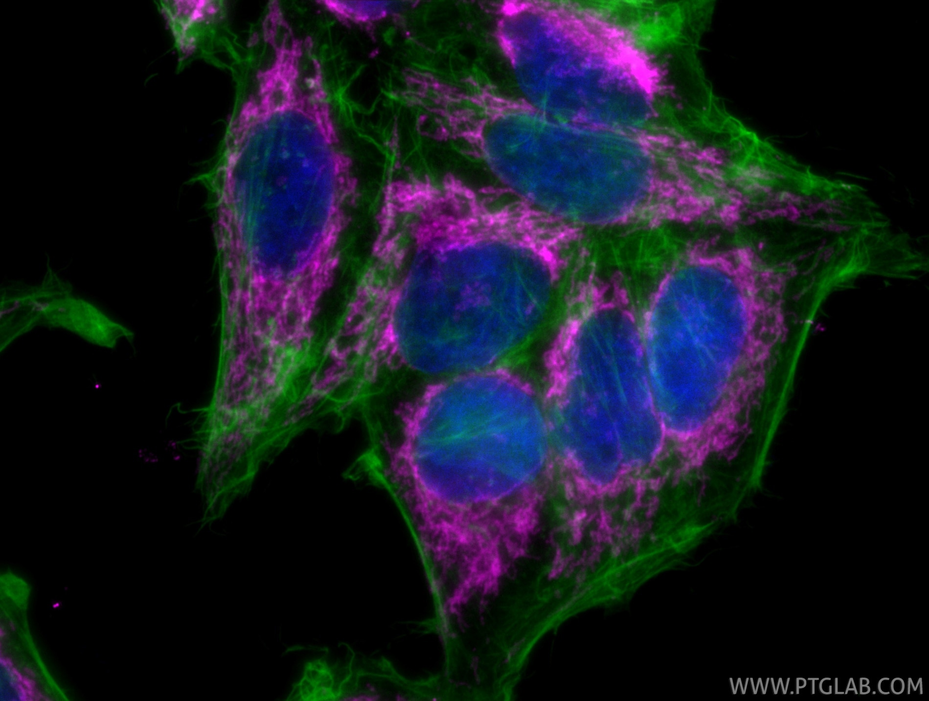 IF Staining of HepG2 using CL647-80501 Immunofluorescence (IF) / fluorescent staining of HepG2 cells using CoraLite® Plus 647-conjugated TOM20 Recombinant mo (CL647-80501)