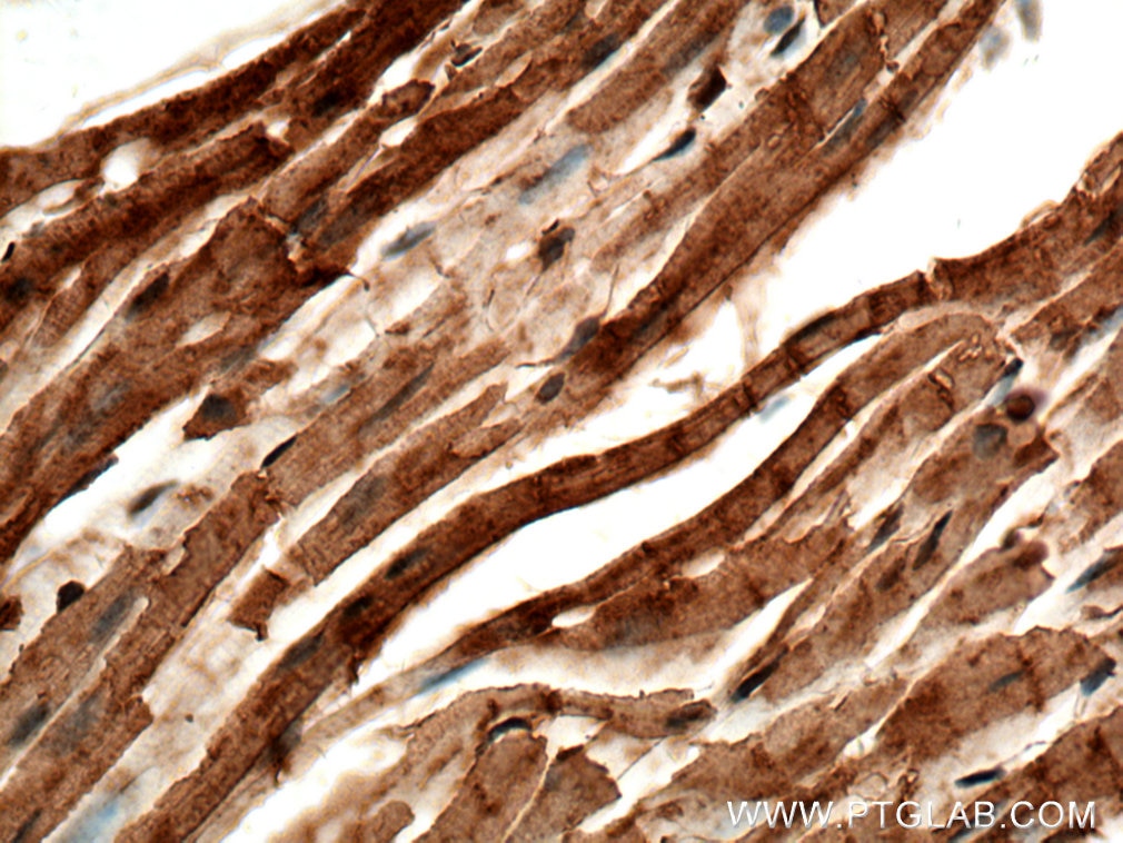 Immunohistochemistry (IHC) staining of mouse heart tissue using TOM70 Polyclonal antibody (14528-1-AP)