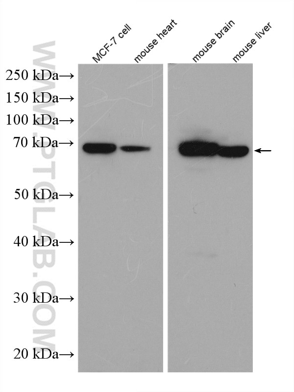 WB analysis of MCF-7 using 14528-1-AP