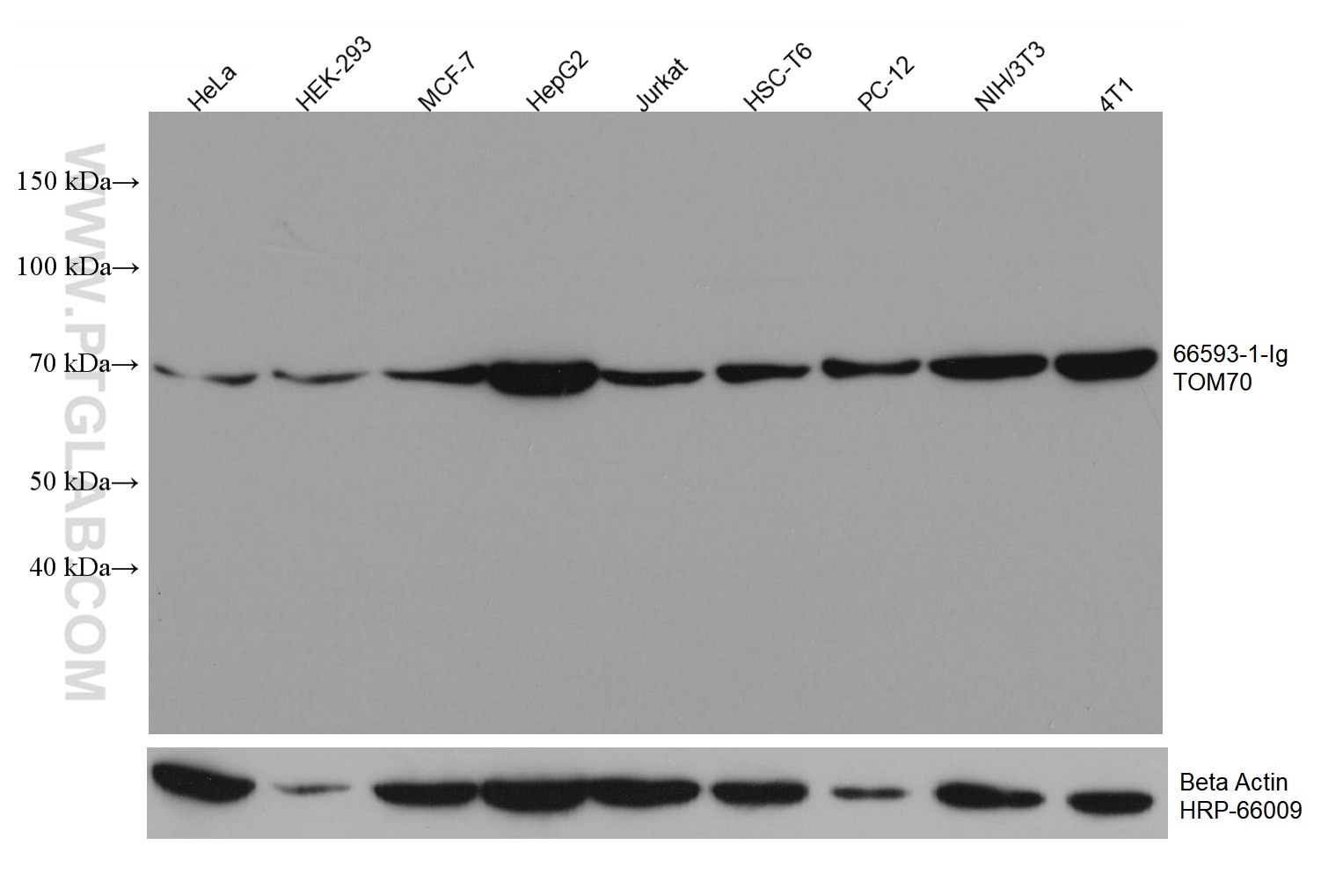 Western Blot (WB) analysis of various lysates using TOM70 Monoclonal antibody (66593-1-Ig)