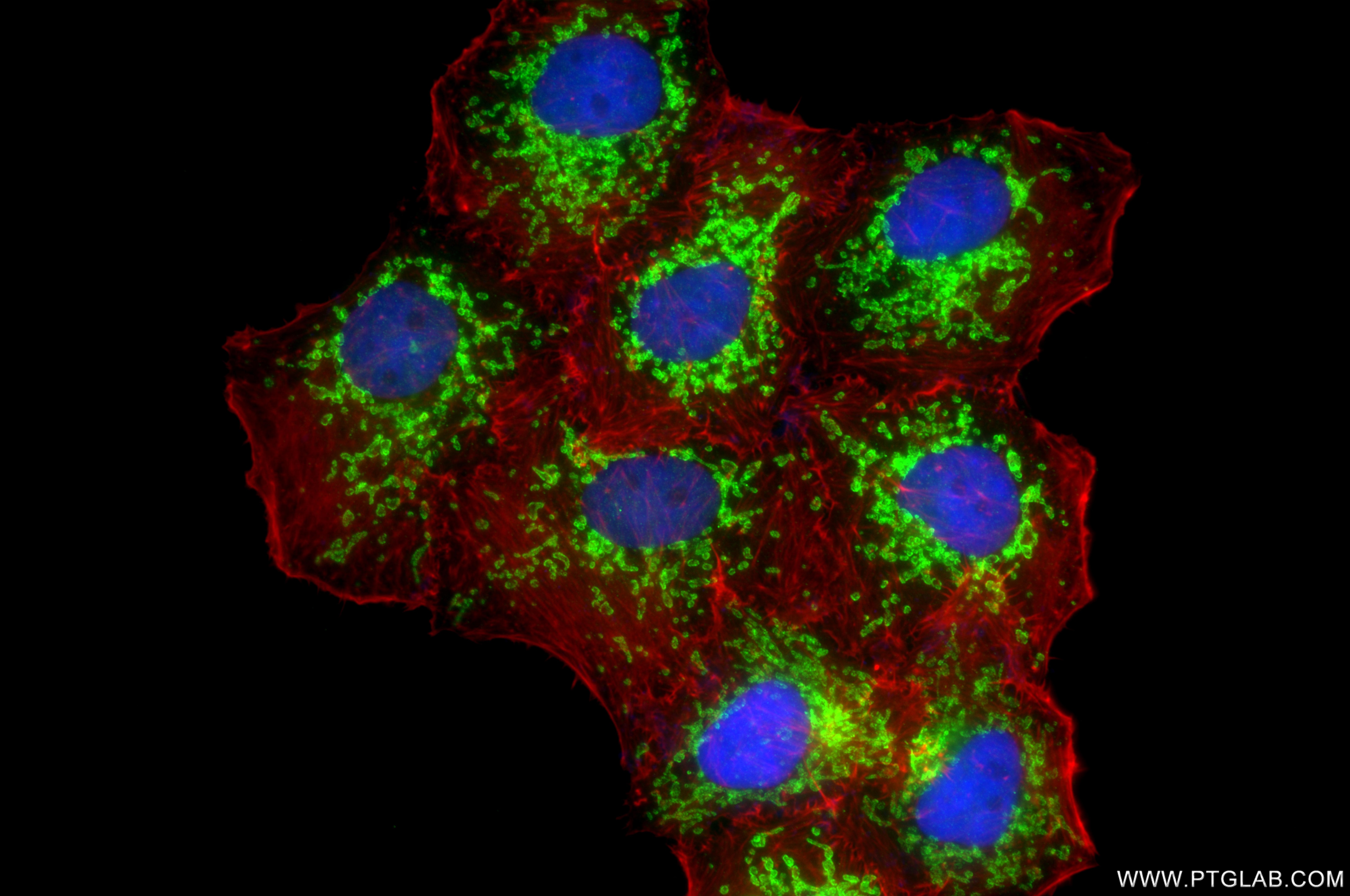 Immunofluorescence (IF) / fluorescent staining of HepG2 cells using TOM70 Recombinant monoclonal antibody (86840-3-RR)