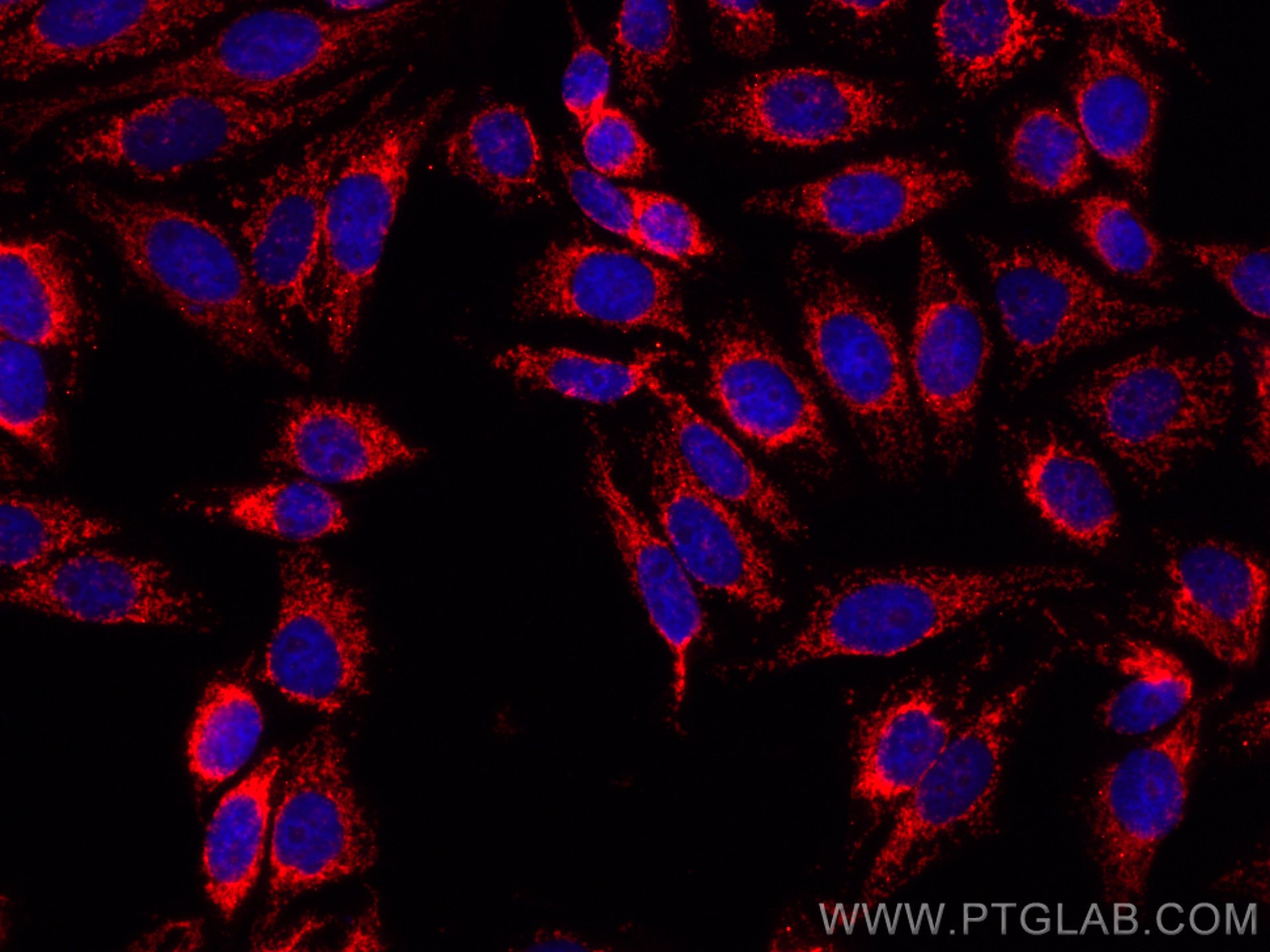 IF Staining of HepG2 using CL594-14528