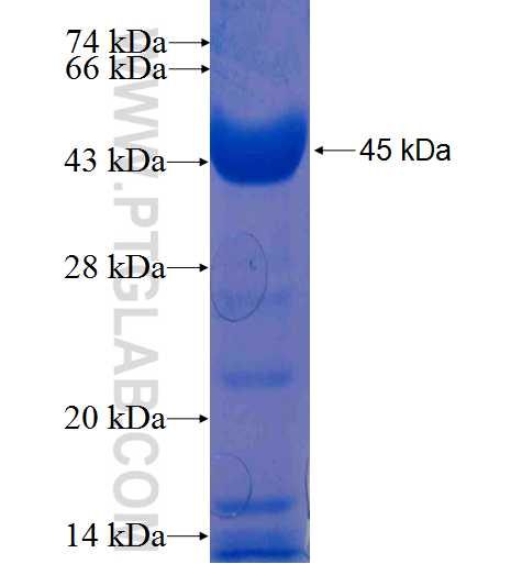 TOM70 fusion protein Ag6195 SDS-PAGE