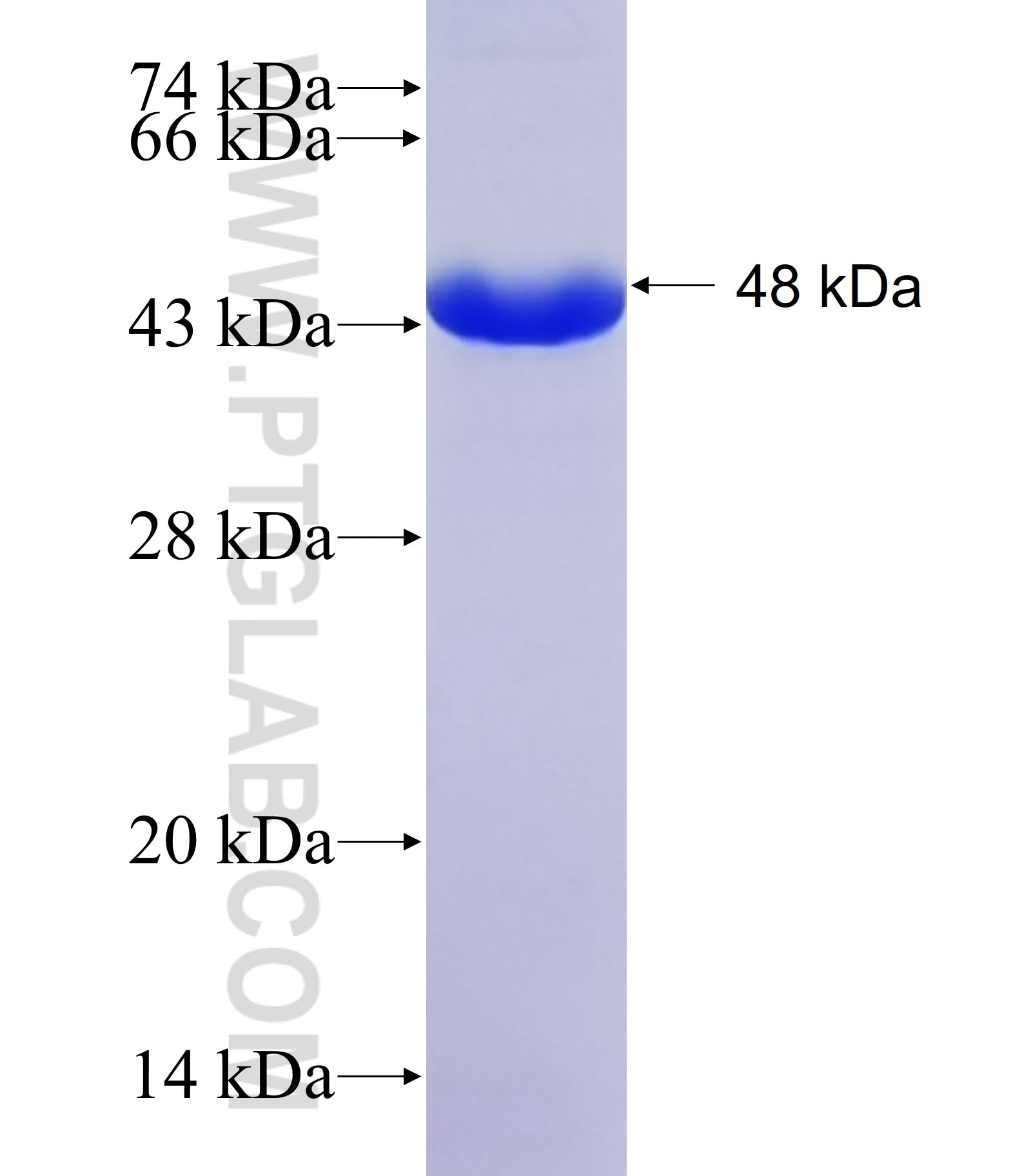 TOM70 fusion protein Ag6195 SDS-PAGE