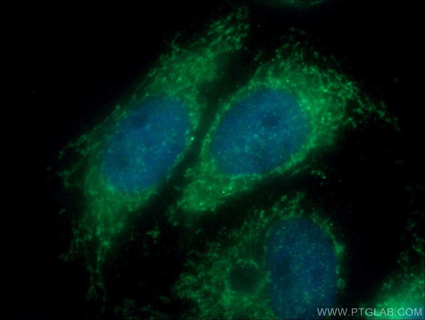 Immunofluorescence (IF) / fluorescent staining of HepG2 cells using Tom22 Polyclonal antibody (11278-1-AP)