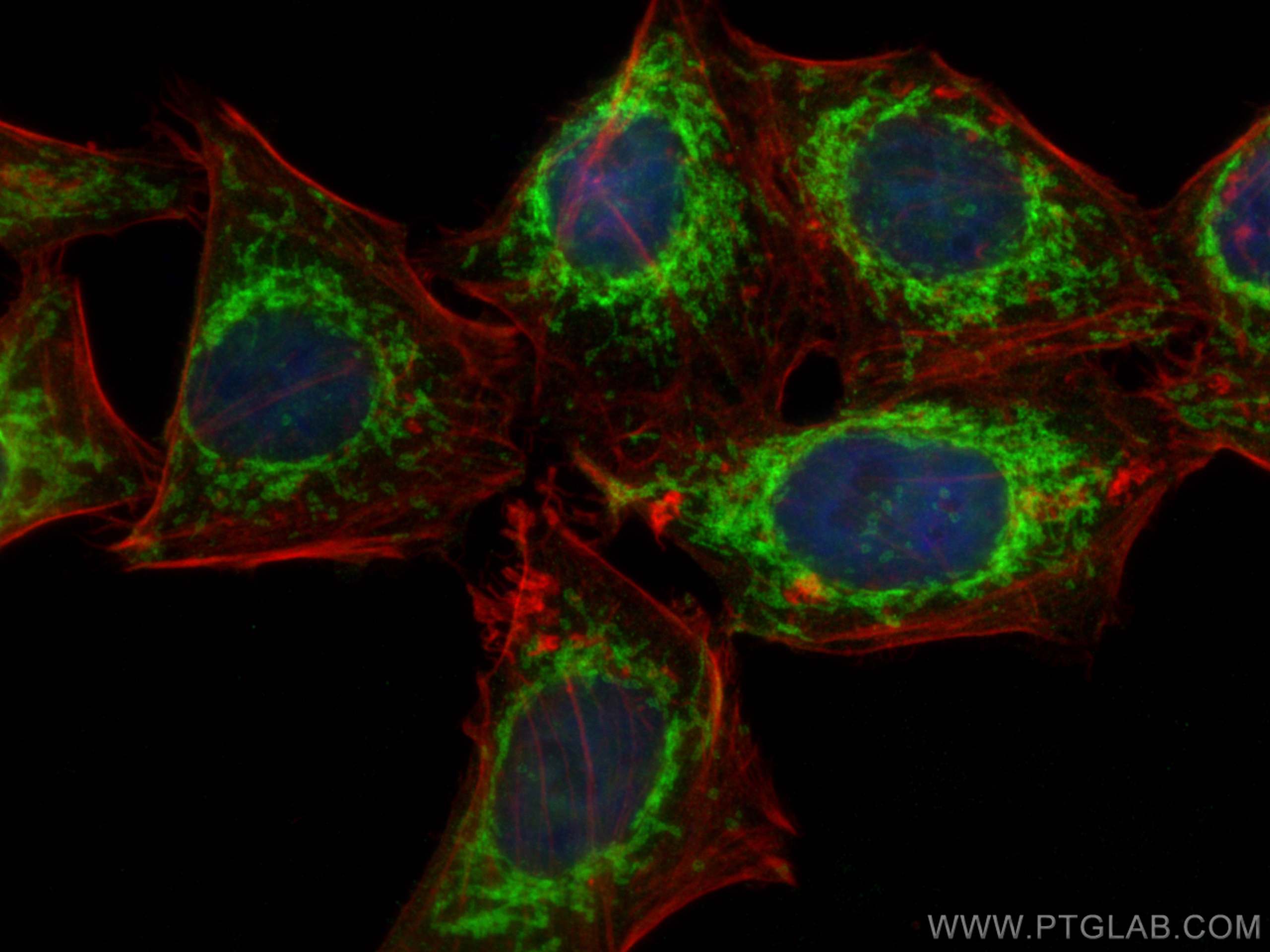 Immunofluorescence (IF) / fluorescent staining of HepG2 cells using Tom22 Monoclonal antibody (66562-1-Ig)