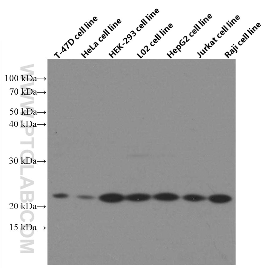 Western Blot (WB) analysis of various lysates using Tom22 Monoclonal antibody (66562-1-Ig)