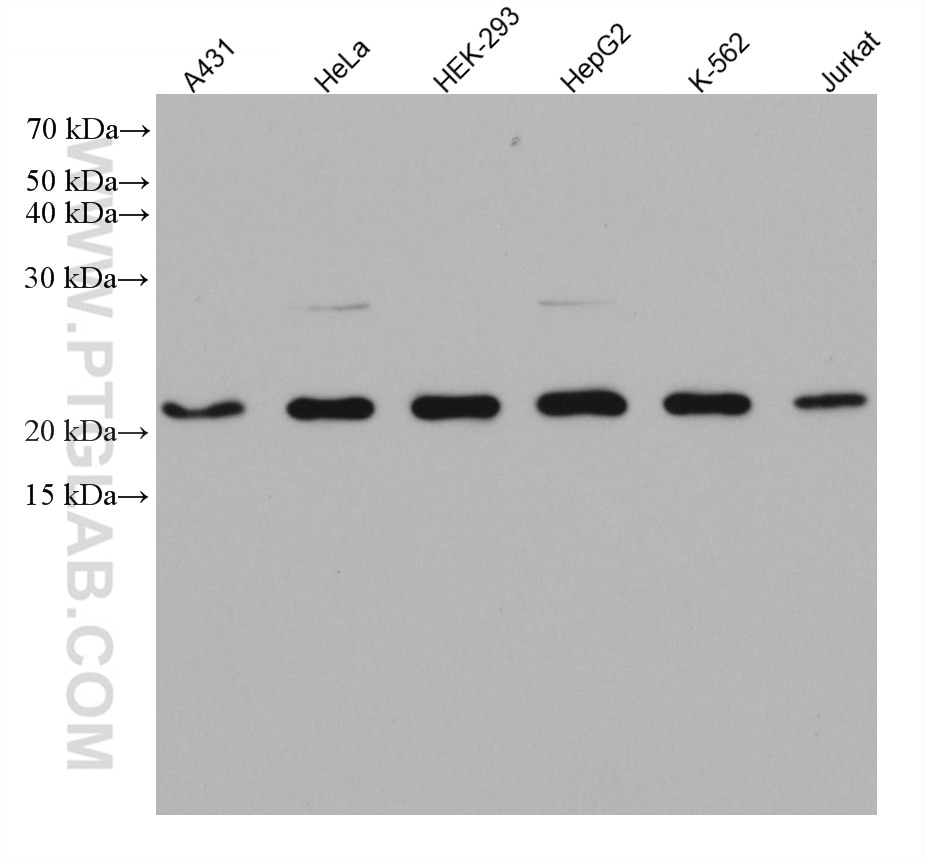 Western Blot (WB) analysis of various lysates using Tom22 Monoclonal antibody (66562-1-Ig)