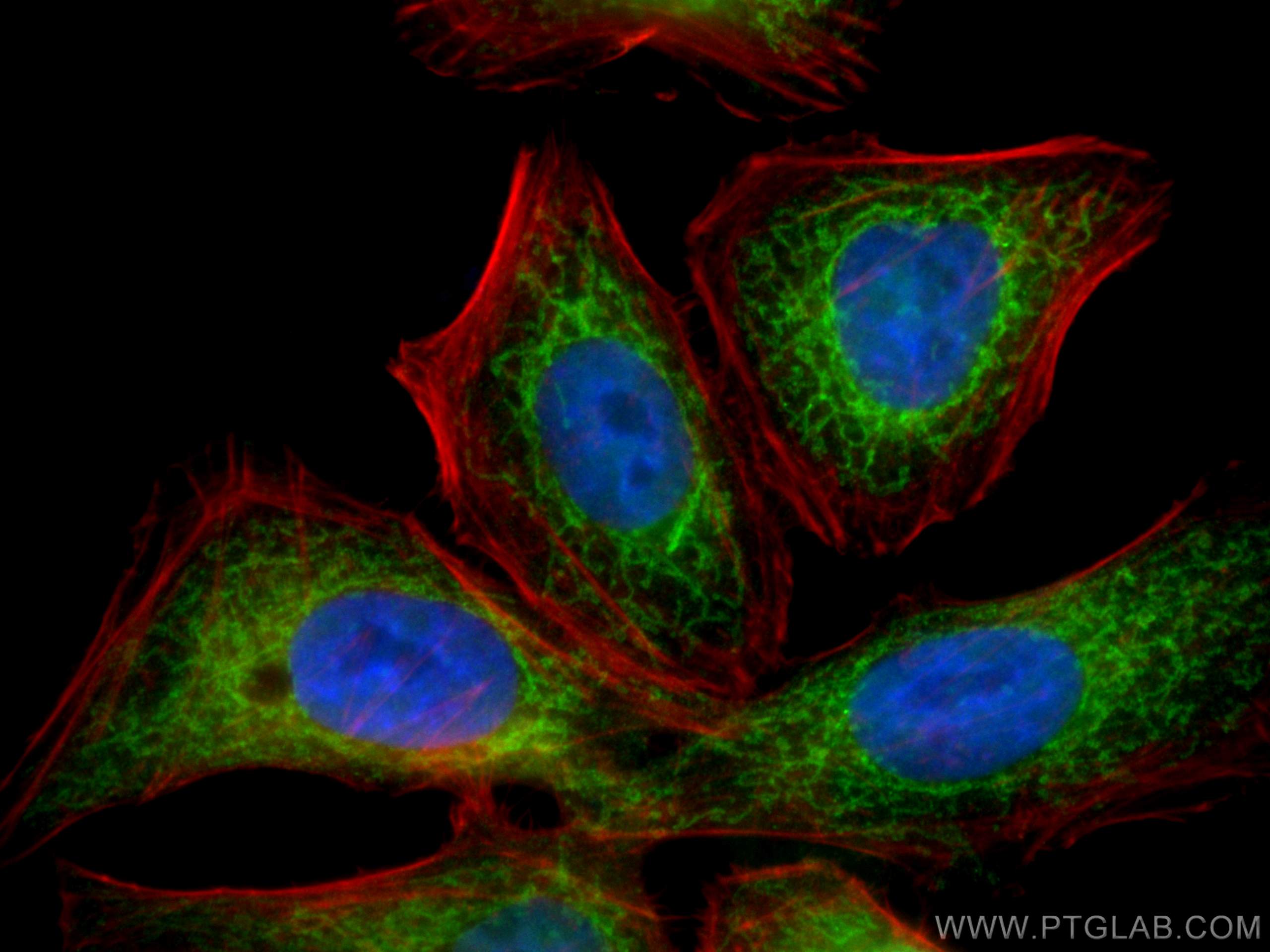 Immunofluorescence (IF) / fluorescent staining of HepG2 cells using CoraLite® Plus 488-conjugated Tom22 Monoclonal ant (CL488-66562)