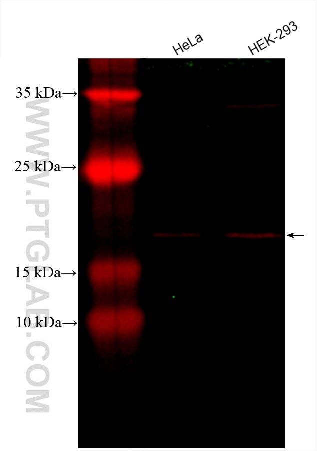 Western Blot (WB) analysis of various lysates using CoraLite®594-conjugated Tom22 Monoclonal antibody (CL594-66562)