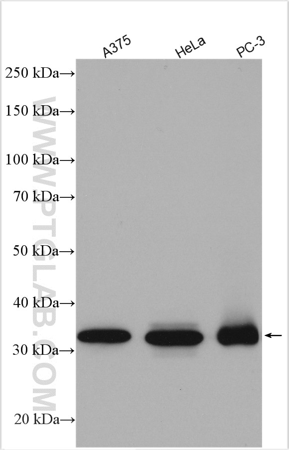 Western Blot (WB) analysis of various lysates using TOMM34 Polyclonal antibody (12196-1-AP)