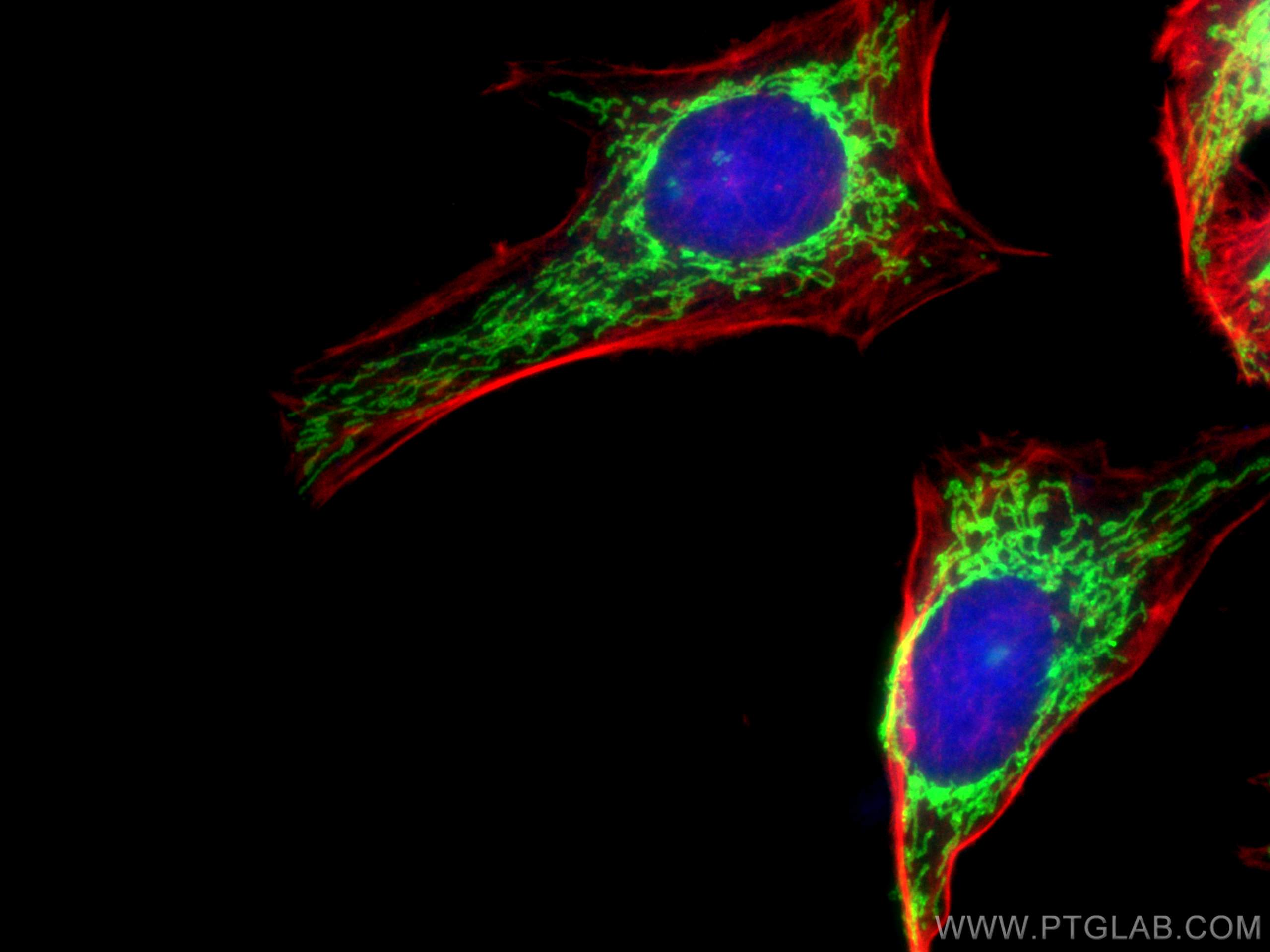 Immunofluorescence (IF) / fluorescent staining of HeLa cells using TOMM40 Polyclonal antibody (18409-1-AP)