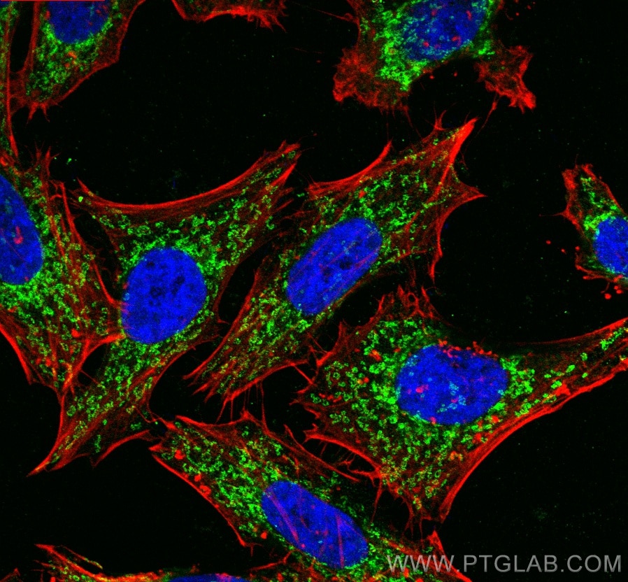 Immunofluorescence (IF) / fluorescent staining of HepG2 cells using TOMM40 Polyclonal antibody (18409-1-AP)