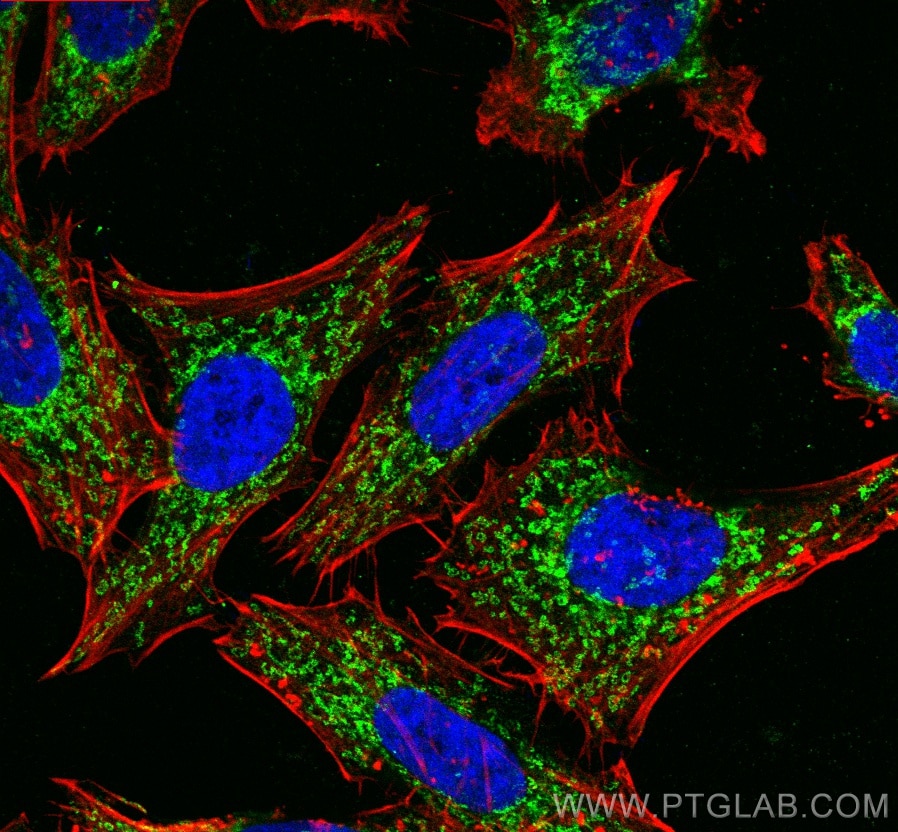 IF Staining of HepG2 using 18409-1-AP