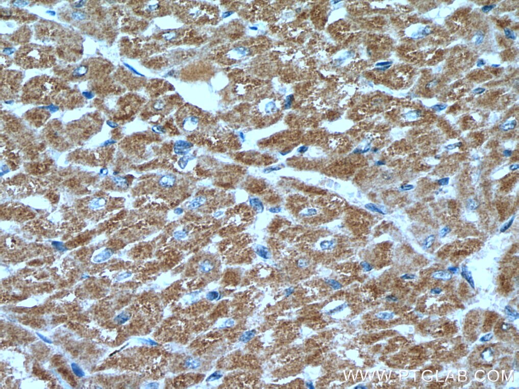 Immunohistochemistry (IHC) staining of human heart tissue using TOMM40 Polyclonal antibody (18409-1-AP)