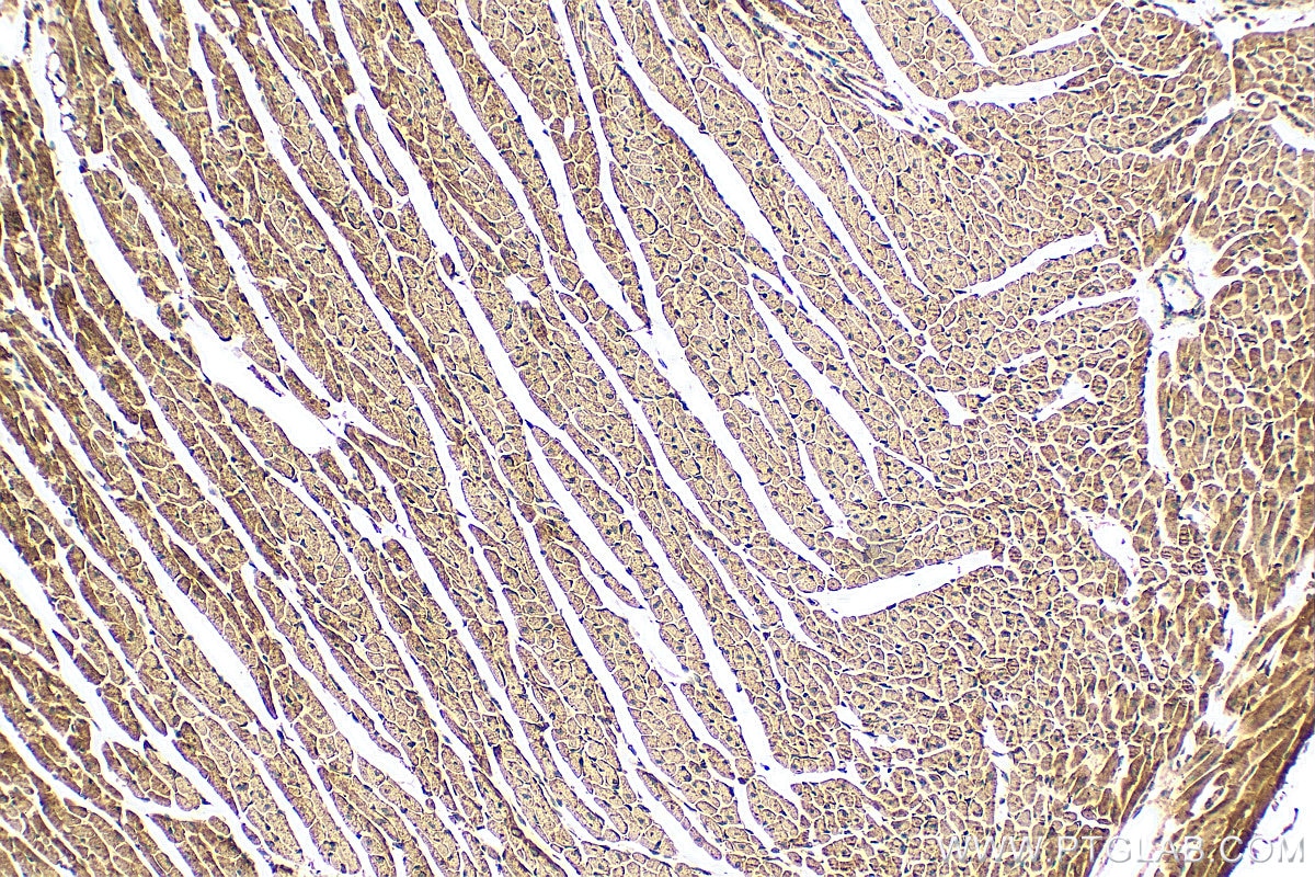 IHC staining of mouse heart using 18409-1-AP