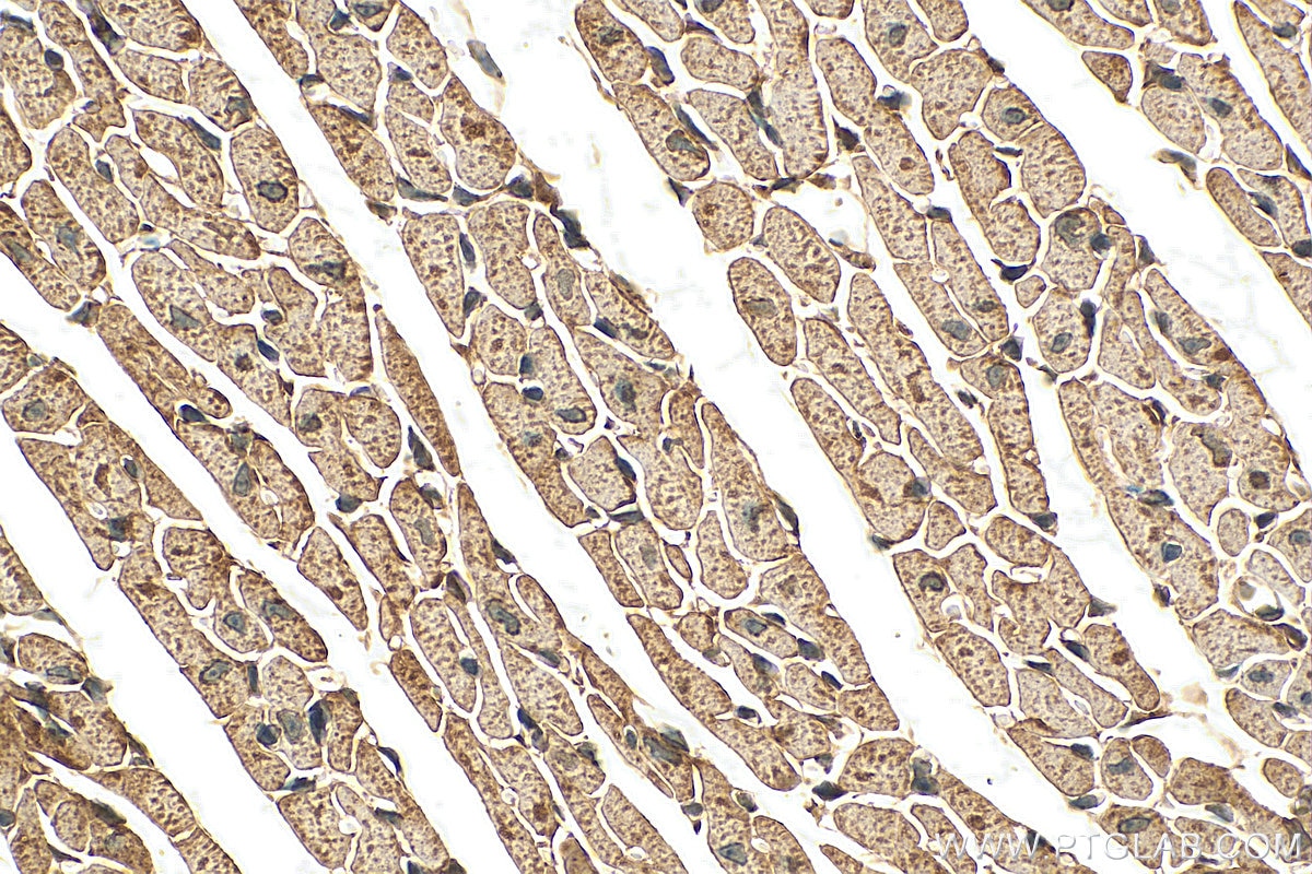Immunohistochemistry (IHC) staining of mouse heart tissue using TOMM40 Polyclonal antibody (18409-1-AP)