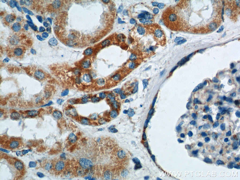 Immunohistochemistry (IHC) staining of human kidney tissue using TOMM40 Polyclonal antibody (18409-1-AP)