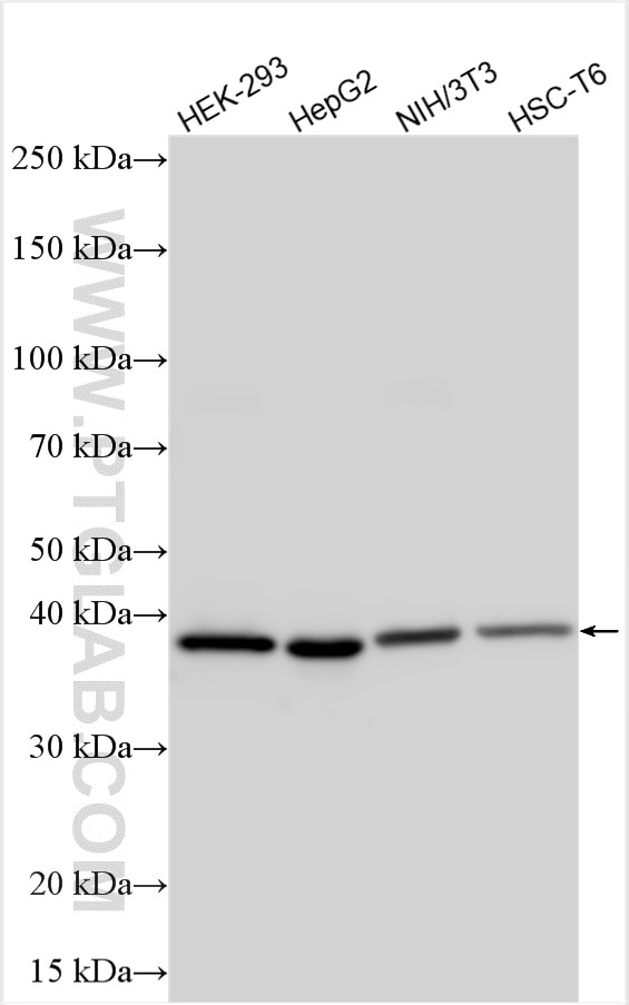 Western Blot (WB) analysis of various lysates using TOMM40 Polyclonal antibody (18409-1-AP)