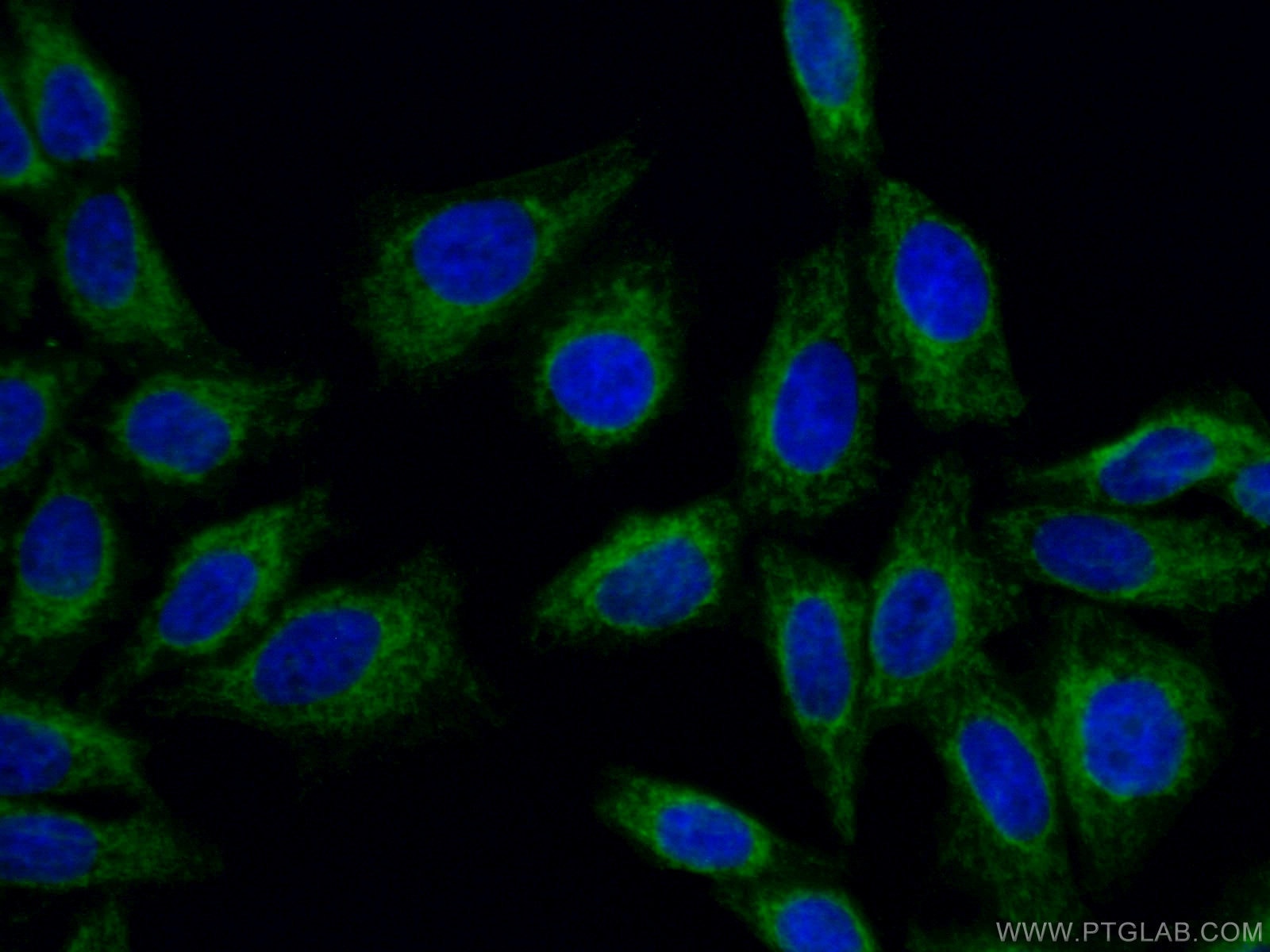 Immunofluorescence (IF) / fluorescent staining of HepG2 cells using TOMM40 Monoclonal antibody (66658-1-Ig)