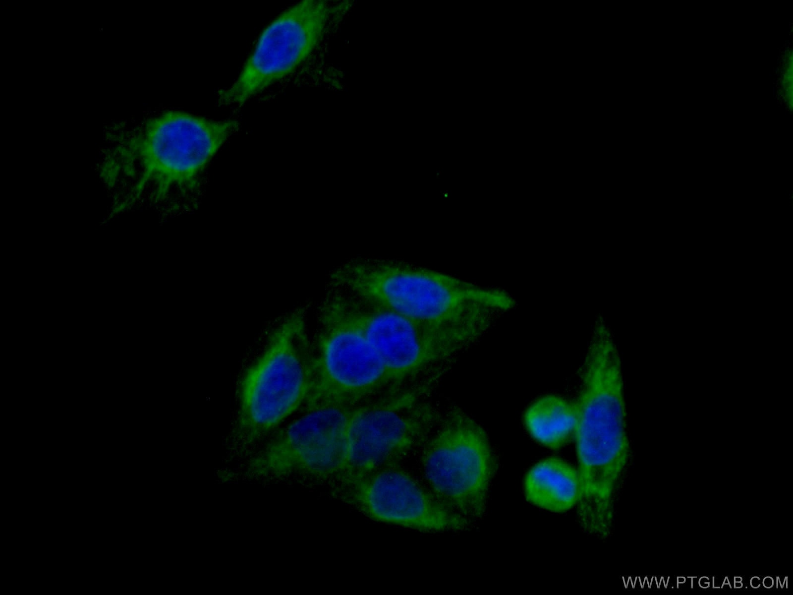 Immunofluorescence (IF) / fluorescent staining of HeLa cells using TOMM40 Monoclonal antibody (66658-1-Ig)