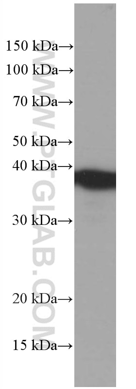 Western Blot (WB) analysis of HEK-293 cells using TOMM40 Monoclonal antibody (66658-1-Ig)