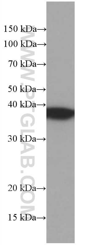 Western Blot (WB) analysis of HepG2 cells using TOMM40 Monoclonal antibody (66658-1-Ig)